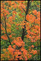 Trees in autumn color. Voyageurs National Park, Minnesota, USA. (color)