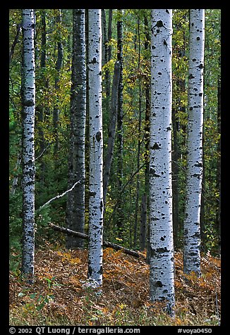 Birch tree trunks in autumn. Voyageurs National Park, Minnesota, USA.