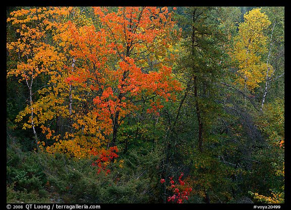 Mixed trees in fall color. Voyageurs National Park, Minnesota, USA.