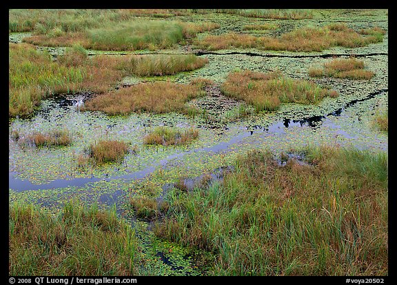 Grasses and marsh. Voyageurs National Park, Minnesota, USA.