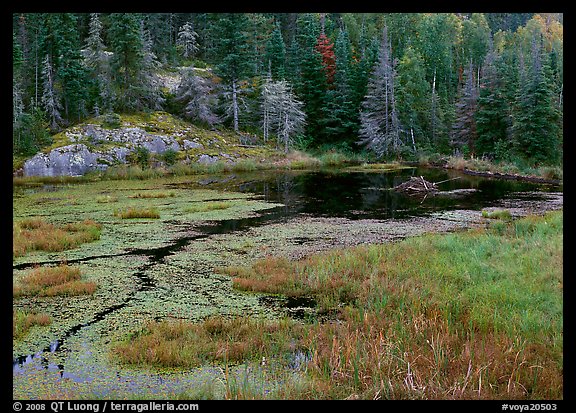 Beaver Pond and forest. Voyageurs National Park (color)