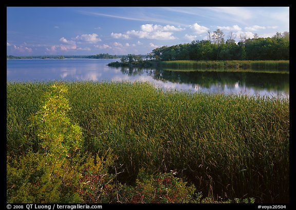 Aquatic grasses and lake, Black Bay. Voyageurs National Park, Minnesota, USA.