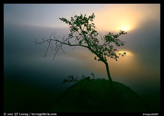 Sun, tree, and fog, Kabetogama Lake. Voyageurs National Park, Minnesota, USA.