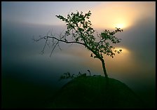 Sun, tree, and fog, Kabetogama Lake. Voyageurs National Park, Minnesota, USA.