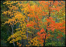 Yellow and orange leaves on trees. Voyageurs National Park, Minnesota, USA.