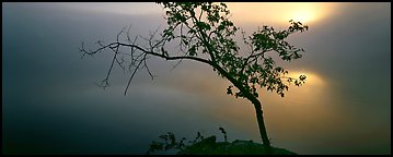 Tree on foggy lakeshore with sun behind. Voyageurs National Park (Panoramic color)