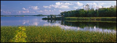 Reeds on lakeshore. Voyageurs National Park, Minnesota, USA. (color)