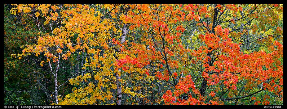 Mosaic of trees with colorful leaves in autumn. Voyageurs National Park (color)