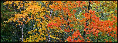 Mosaic of trees with colorful leaves in autumn. Voyageurs National Park (Panoramic color)