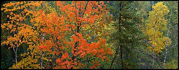 Mixed tree forest in the fall. Voyageurs National Park (Panoramic color)