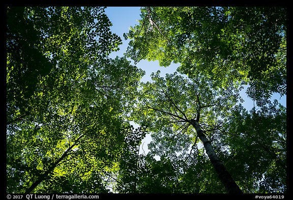 Looking up summer trees. Voyageurs National Park (color)