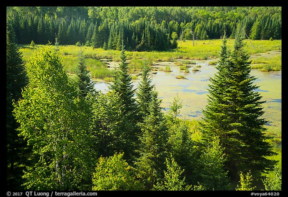 Beaver Pond Overlook, Ash River. Voyageurs National Park (color)