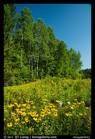 Summer wildflowers and trees, Ash River. Voyageurs National Park (color)