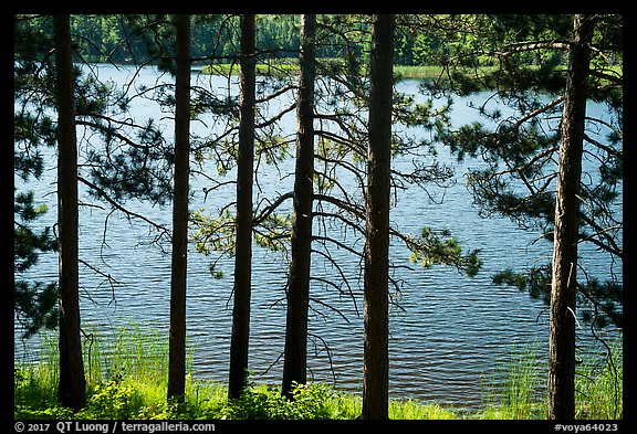Trees bordering Blind Ash Bay. Voyageurs National Park (color)