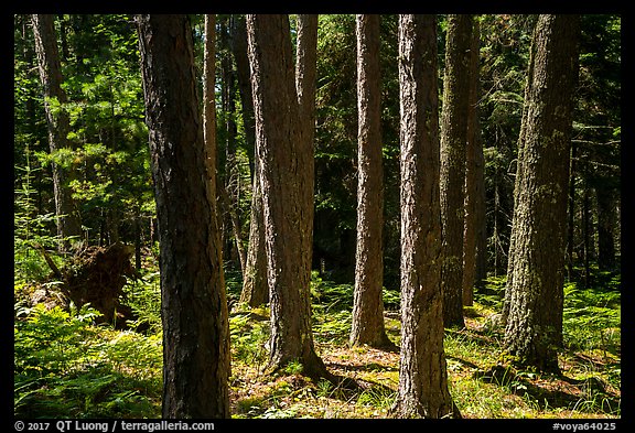 Tree trunks, Blind Ash Bay Trail. Voyageurs National Park, Minnesota, USA.