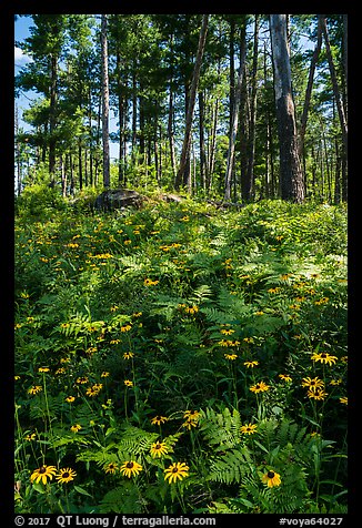 Sunflowers and forest. Voyageurs National Park (color)