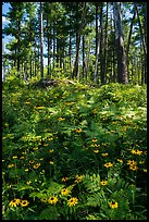 Sunflowers and forest. Voyageurs National Park ( color)