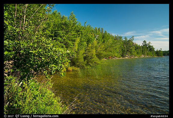 Forested shore of Mukooda Lake. Voyageurs National Park, Minnesota, USA.
