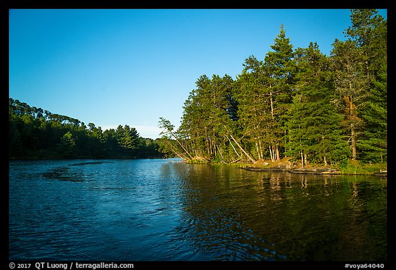 Forest on lakeshore edge, Grassy Bay. Voyageurs National Park, Minnesota, USA.