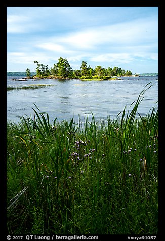 Grasses, wildflowers, and islet, Sand Point Lake. Voyageurs National Park (color)