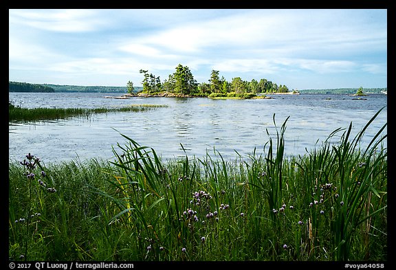 Wildflowers, and islet, Houseboat Island, Sand Point Lake. Voyageurs National Park, Minnesota, USA.
