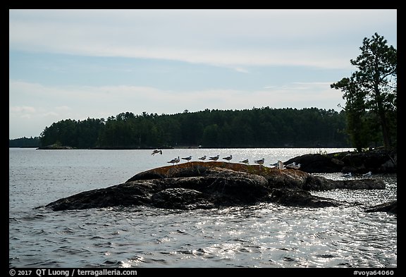 Seagulls perched on rock, Namakan Lake. Voyageurs National Park (color)