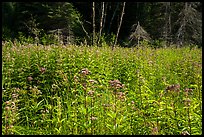 Wildflowers in meadow near Mica Bay. Voyageurs National Park ( color)