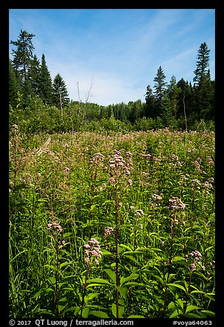 Meadow with summer wildflowers. Voyageurs National Park (color)