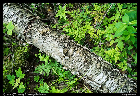 Fallen Birch trunk and ferns. Voyageurs National Park, Minnesota, USA.