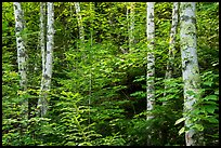 Birch trees in summer. Voyageurs National Park ( color)