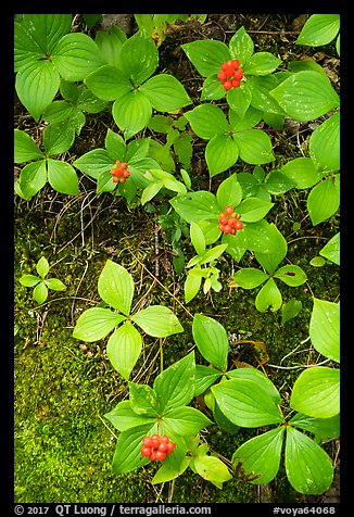 Close-up of red berries and leaves. Voyageurs National Park (color)