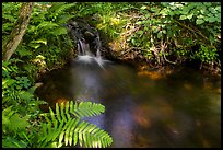 Ferns and stream cascade. Voyageurs National Park ( color)