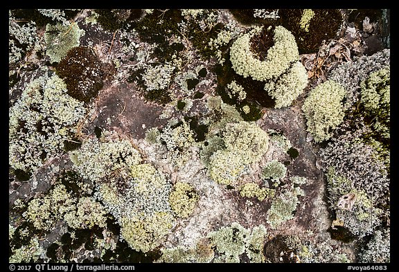 Close-up of lichens. Voyageurs National Park, Minnesota, USA.