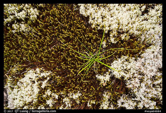 Close-up of mosses and lichens. Voyageurs National Park (color)