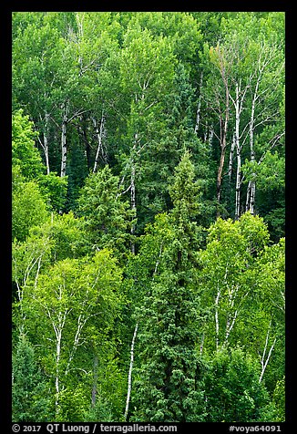 Birch trees in the summer. Voyageurs National Park (color)