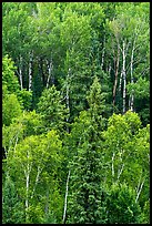 Birch trees in the summer. Voyageurs National Park ( color)