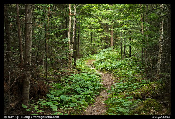 Trail in forest. Voyageurs National Park, Minnesota, USA.