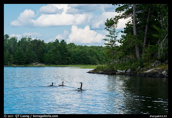 Loons, Namakan Lake. Voyageurs National Park (color)