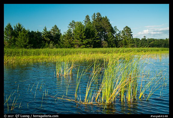 Aquatic plants, Northwest Bay, Crane Lake. Voyageurs National Park, Minnesota, USA.