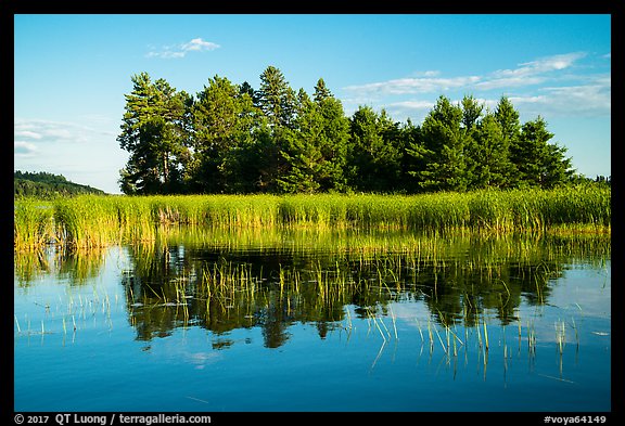 Trees, grasses, and reflections, Northwest Bay, Crane Lake. Voyageurs National Park, Minnesota, USA.