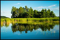 Trees, grasses, and reflections, Northwest Bay, Crane Lake. Voyageurs National Park ( color)
