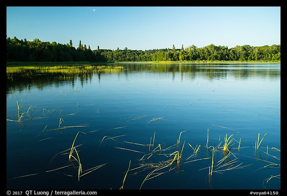 Water grasses and reflections, Northwest Bay, Crane Lake. Voyageurs National Park, Minnesota, USA.