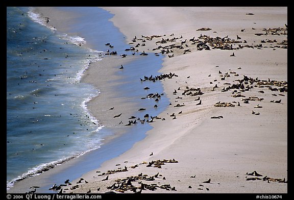 Seals and sea lions hauled out on  beach, San Miguel Island. Channel Islands National Park, California, USA.