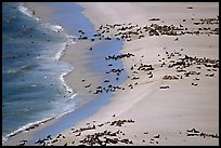 Seals and sea lions hauled out on  beach, San Miguel Island. Channel Islands National Park, California, USA. (color)