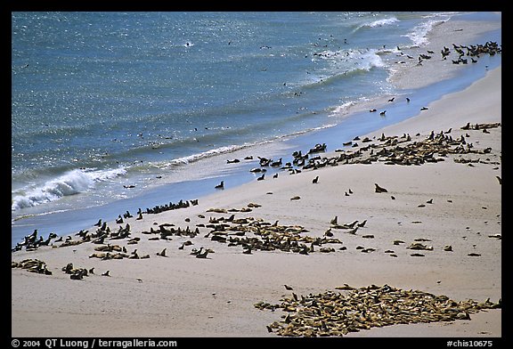 Pinnipeds hauled out on  beach, Point Bennet, San Miguel Island. Channel Islands National Park, California, USA.