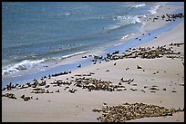 Pinnipeds hauled out on  beach, Point Bennet, San Miguel Island. Channel Islands National Park, California, USA. (color)