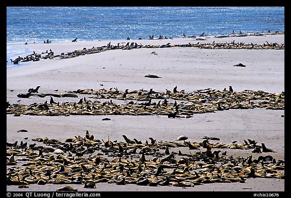 California sea lions and northern fur seals on  beach, Point Bennet, San Miguel Island. Channel Islands National Park, California, USA.