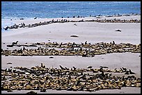 California sea lions and northern fur seals on  beach, Point Bennet, San Miguel Island. Channel Islands National Park ( color)
