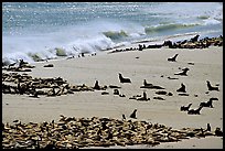 Sea lions and seals hauled out on beach, Point Bennett, San Miguel Island. Channel Islands National Park, California, USA. (color)