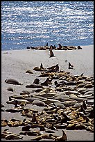Northern fur Seal and California sea lion rookery, Point Bennet, San Miguel Island. Channel Islands National Park, California, USA.